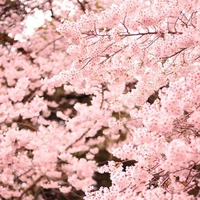 Cây Hoa Anh Đào - Sakura Harumi