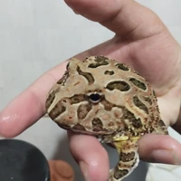 Om
