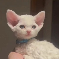 Mèo con (Freya)