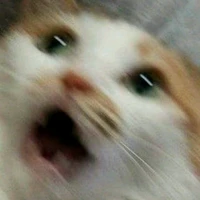 Y/n L/n