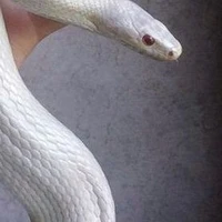 nommmm