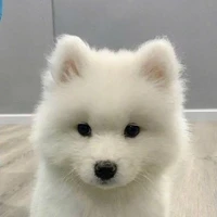 bạch