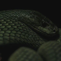 Nagini