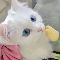 tác giả