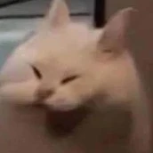 mèo ngốc ( au lhms)