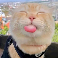 Các cậu 