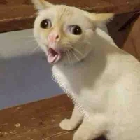 TG bị khùng😑