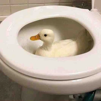 Toi 