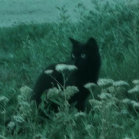 Mèo