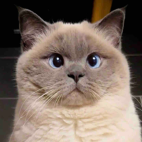 Mèo Lé