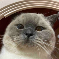Mèo Múp