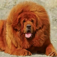 tiểu long(pet của y/n)
