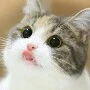 Mimi