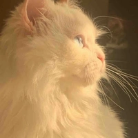 mèo
