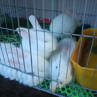 🐰