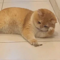 Thanh - Nguyên Hình