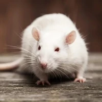 chuột thí nghiệm