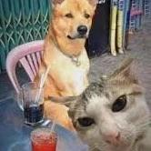 2 con báo