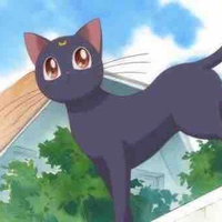 Luna ( dạng mèo )