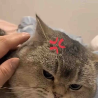 Gia trưởng mới lo được cho em