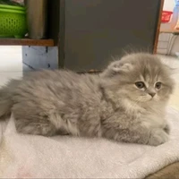 Hanh nè 💌 / Vịt