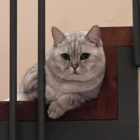 Louis*mèo