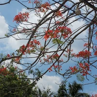 người hầu