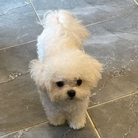 Cua *cả*