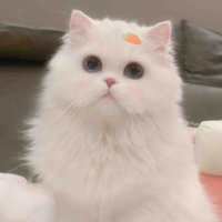 Miu ( mèo của nu9)