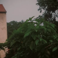 tớ là tác giả