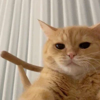 mèo cam