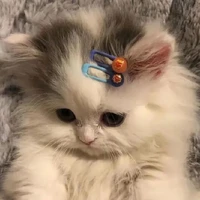 Tác Giả Jim Tồy