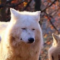ღTiểuBạchッ