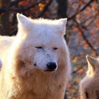ღTiểuBạchッ