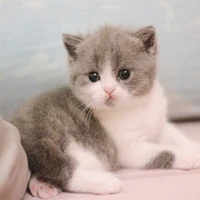 hệ thống đáng yêu~tiểu miêu