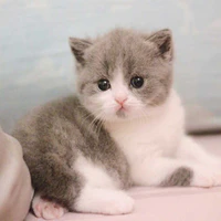 hệ thống đáng yêu~tiểu miêu
