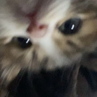 Nummpatt