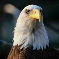 Đại Bàng (Con cưng America)