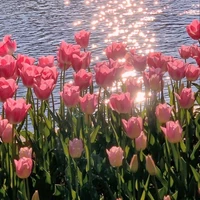 Bà tác giả dthw (