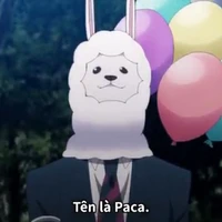 Paca