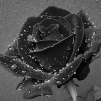 Các thành viên trong "The Black Rose"