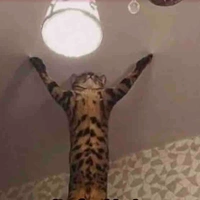 Cả lớp 