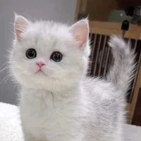 Mimi