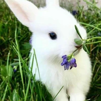 ✿Lulia con✿ [thỏ con]