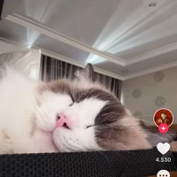 Thị Cúc