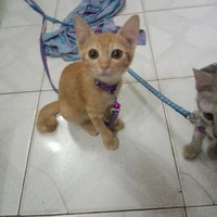 tác giả yêu mèo