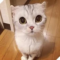 tác giả ngáo ngơ