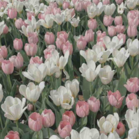 All