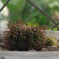 Xương rồng