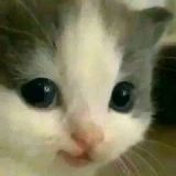 t/g🤡